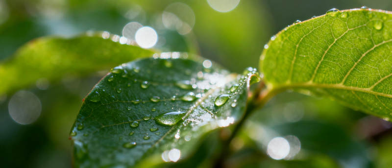 露珠点缀绿叶图片