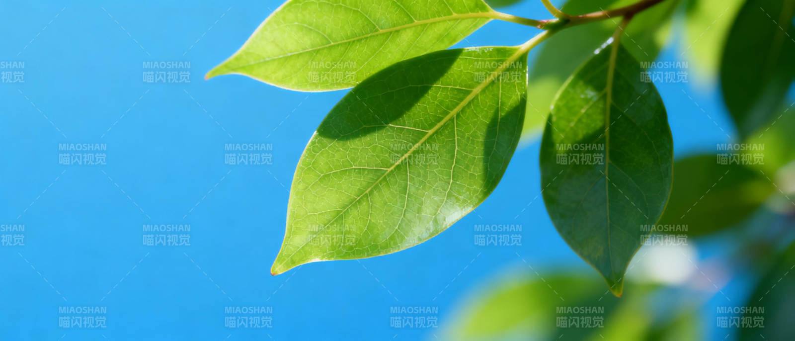绿叶蓝天图片