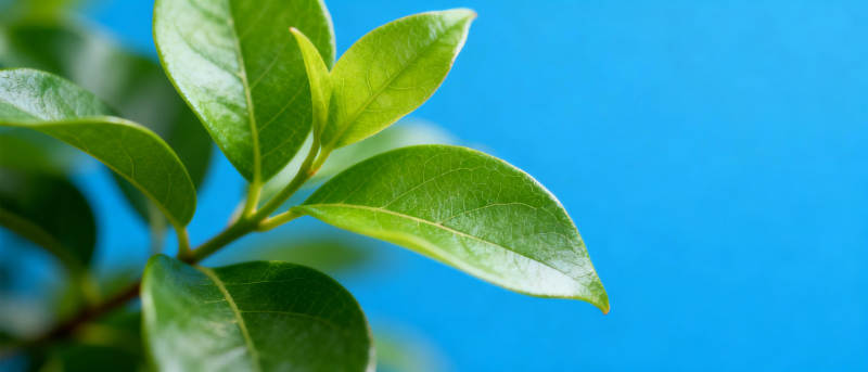 绿叶映蓝天图片