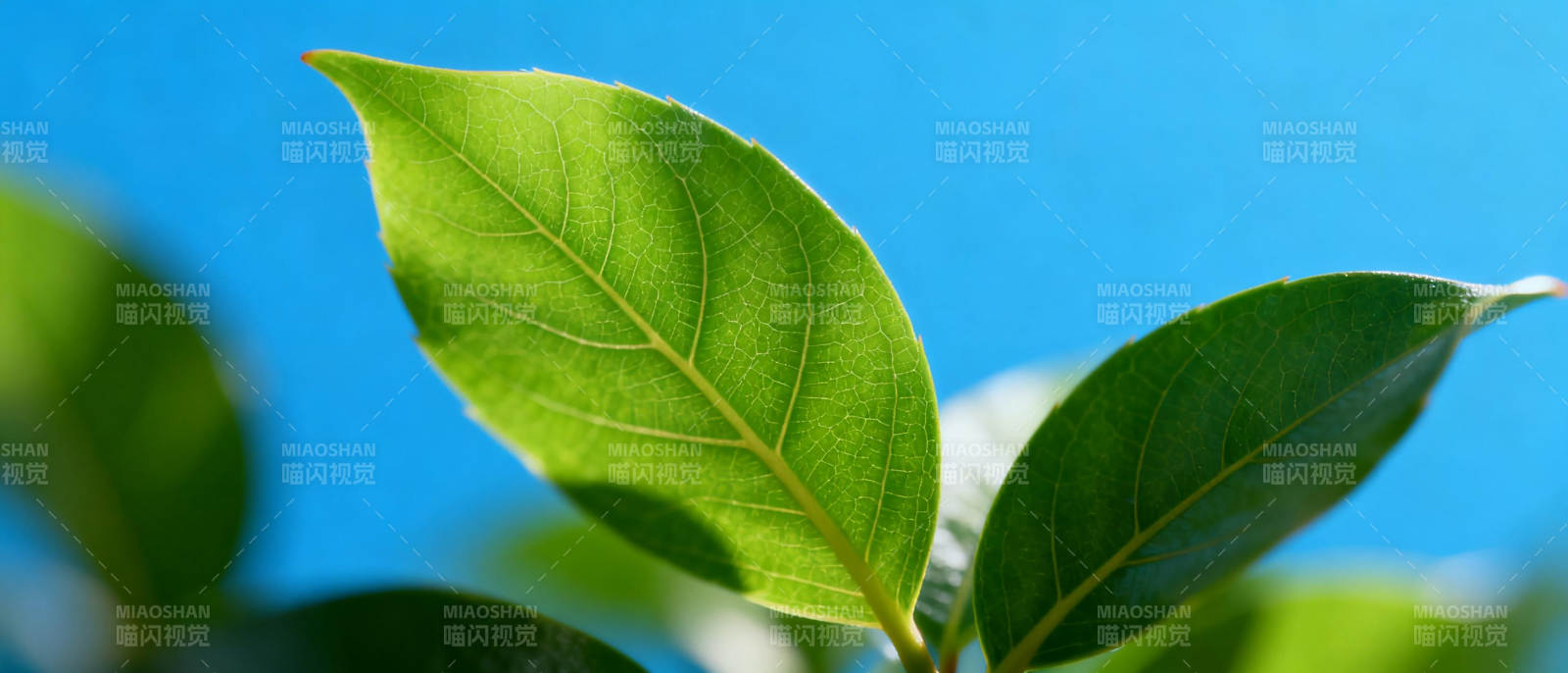 绿叶映蓝天图片