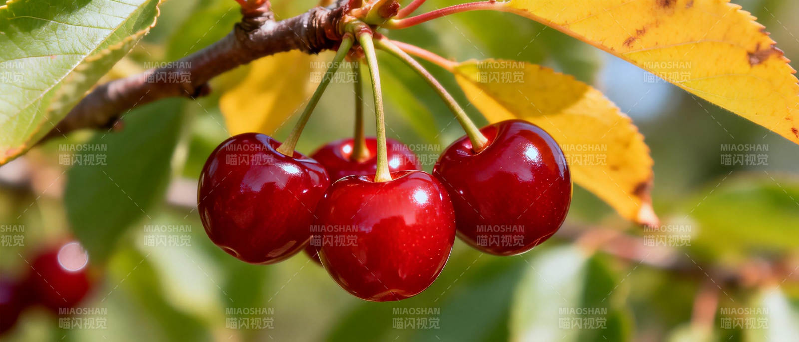 鲜红樱桃挂枝头图片