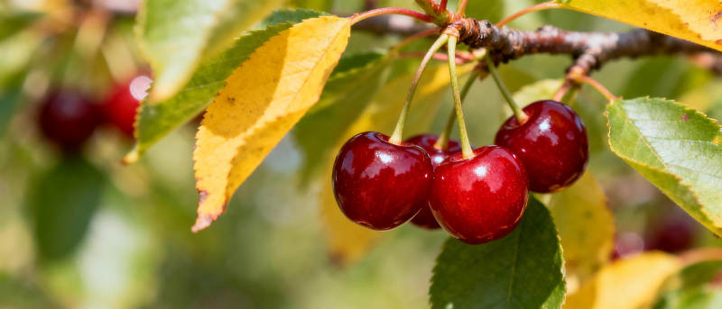 樱桃挂枝头图片