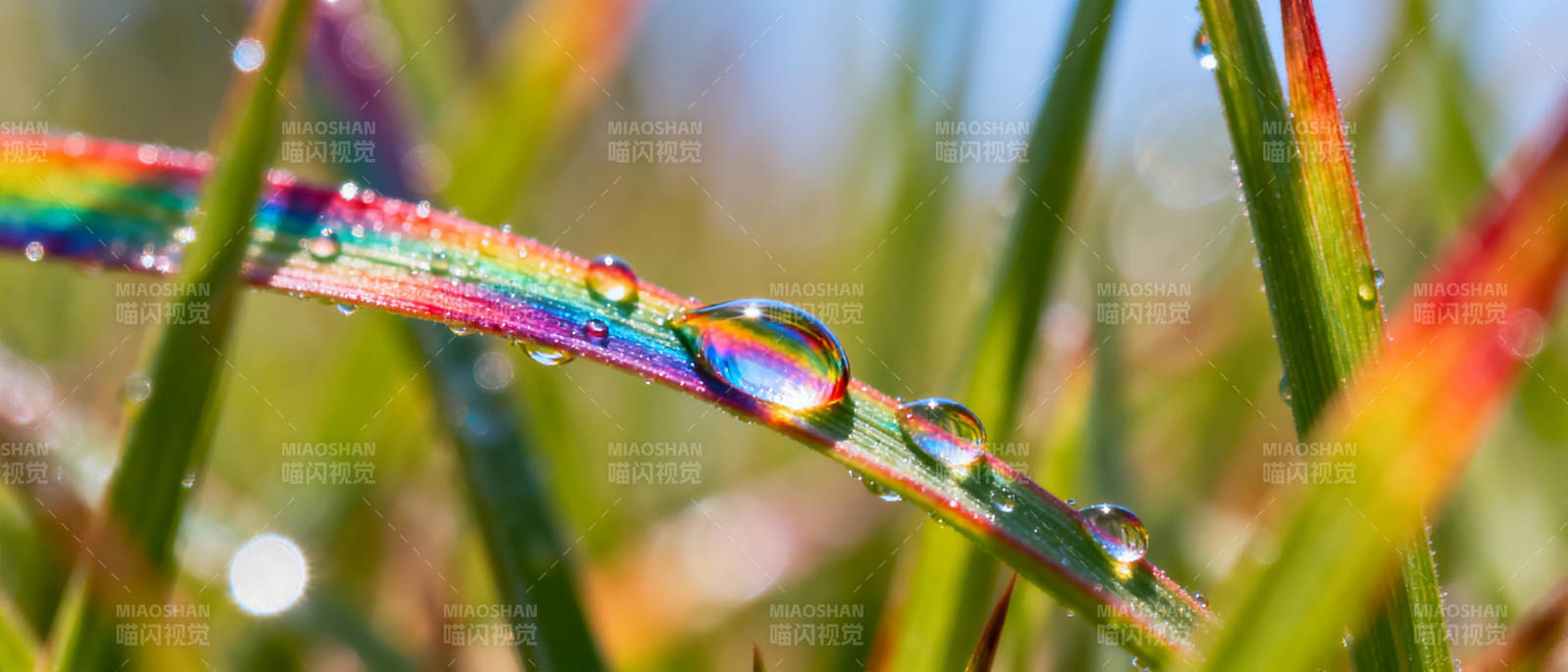 露珠映彩虹图片
