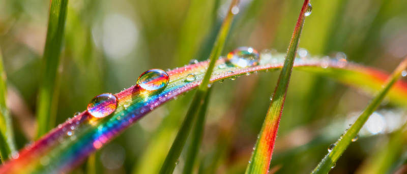 露珠映彩虹图片