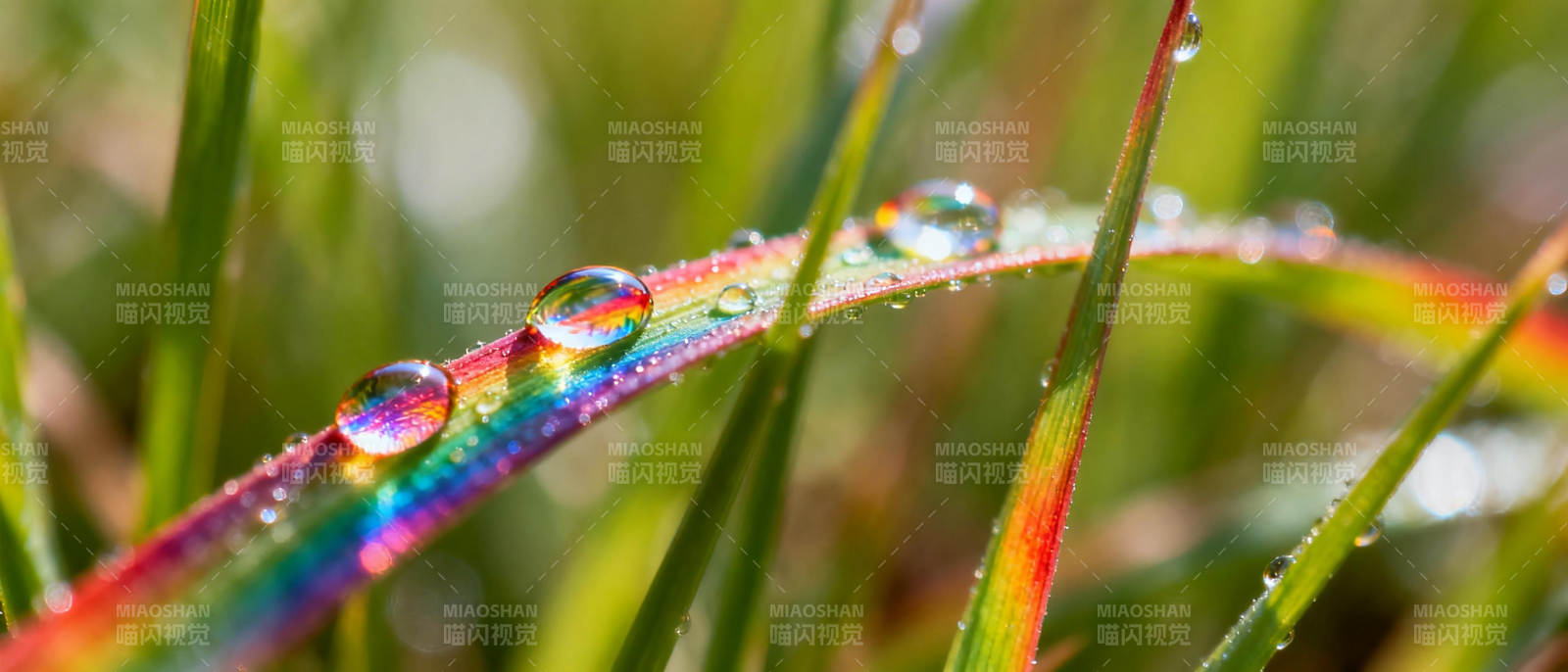 露珠映彩虹图片