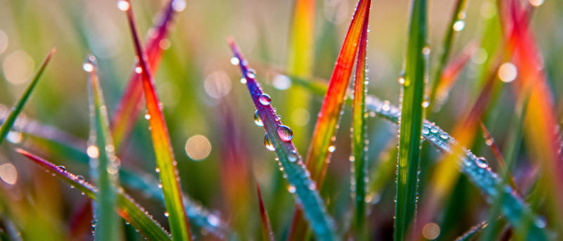 晨露草尖 色彩斑斓图片