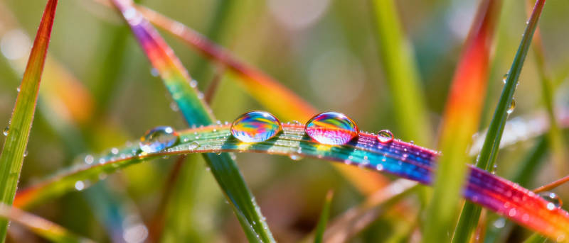彩虹草叶露珠图片