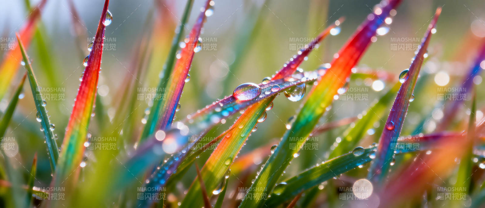 露珠映彩草图片