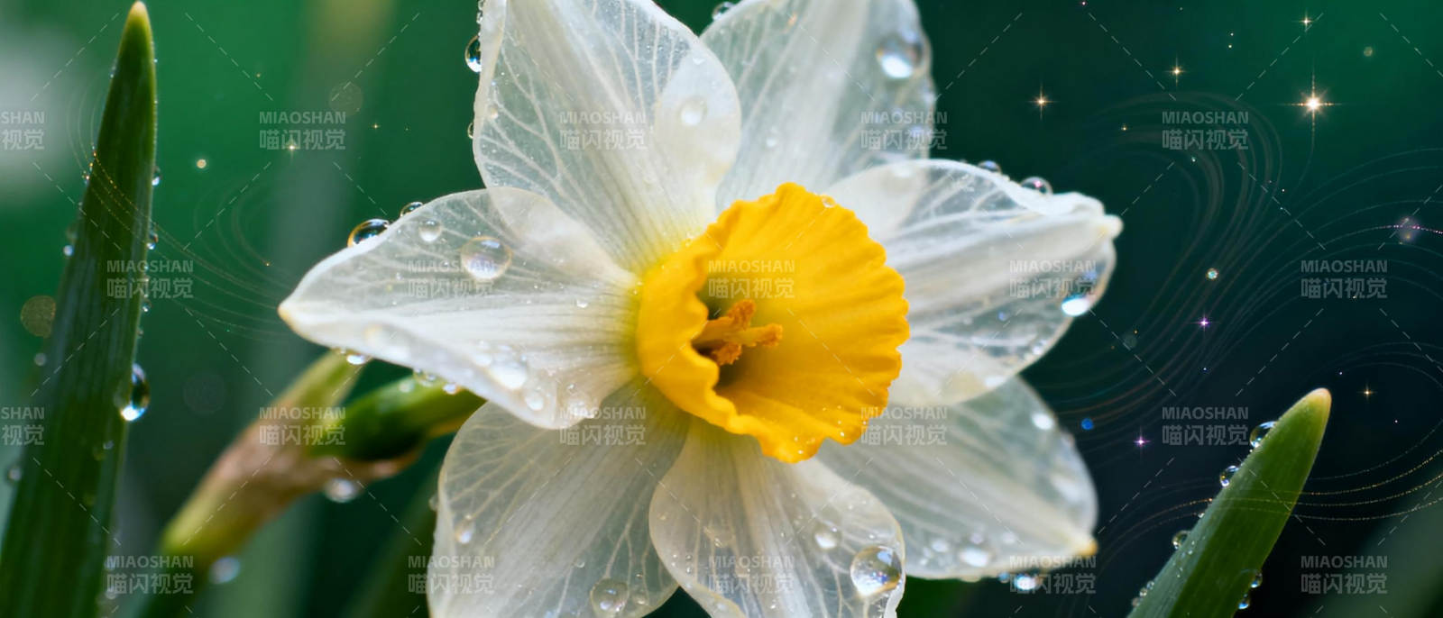 雨露中的水仙花图片