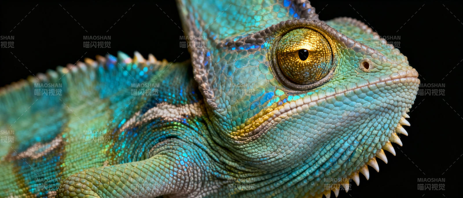 蓝绿变色龙特写图片