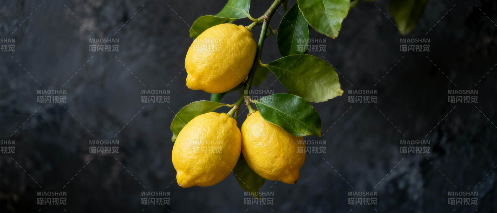 柠檬挂枝头图片