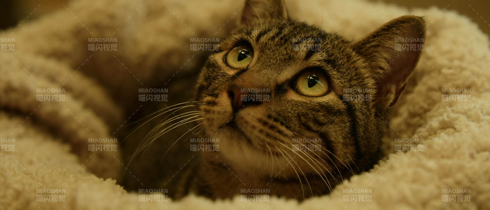 猫咪蜷缩在毛毯中图片