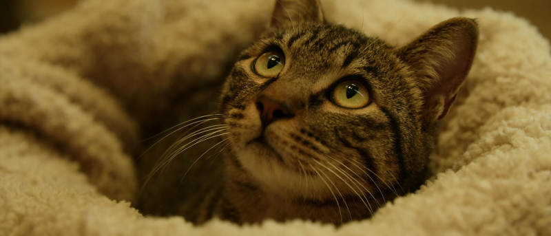 猫咪蜷缩在毛毯中图片