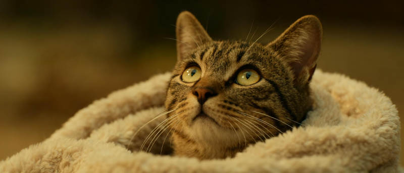 猫咪蜷缩温暖毛毯图片