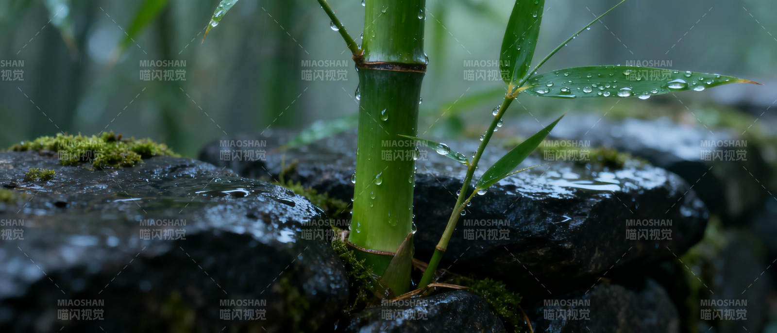 雨后竹影图片