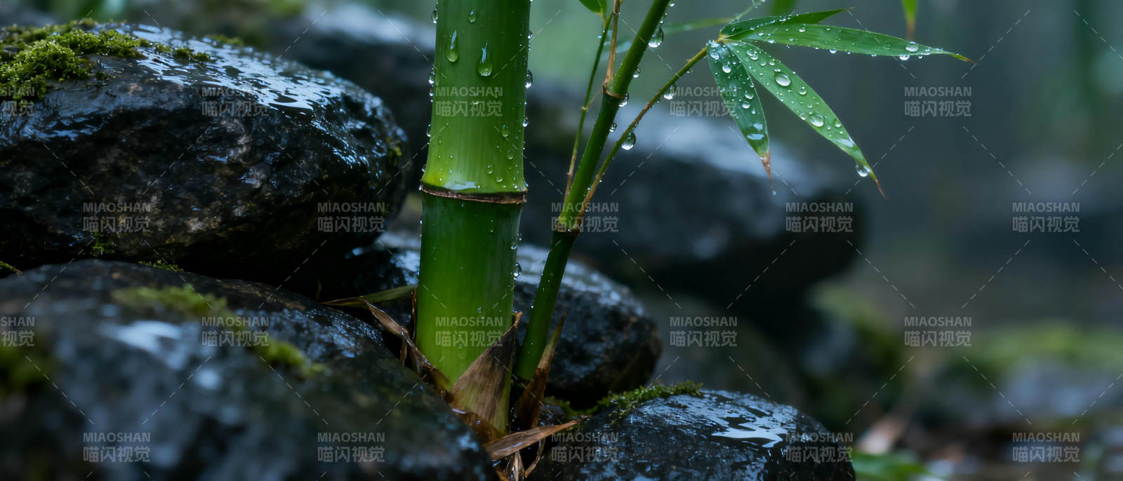 雨后竹石静景图片