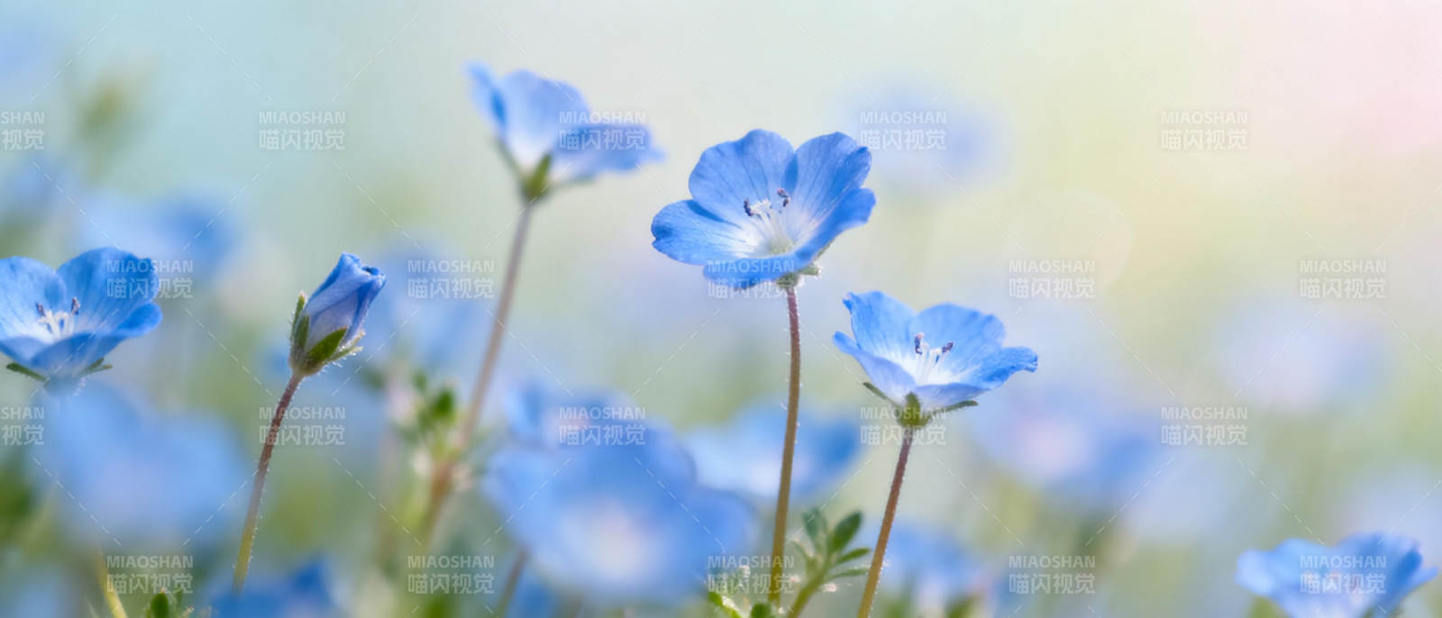 蓝花绽放 春意盎然图片