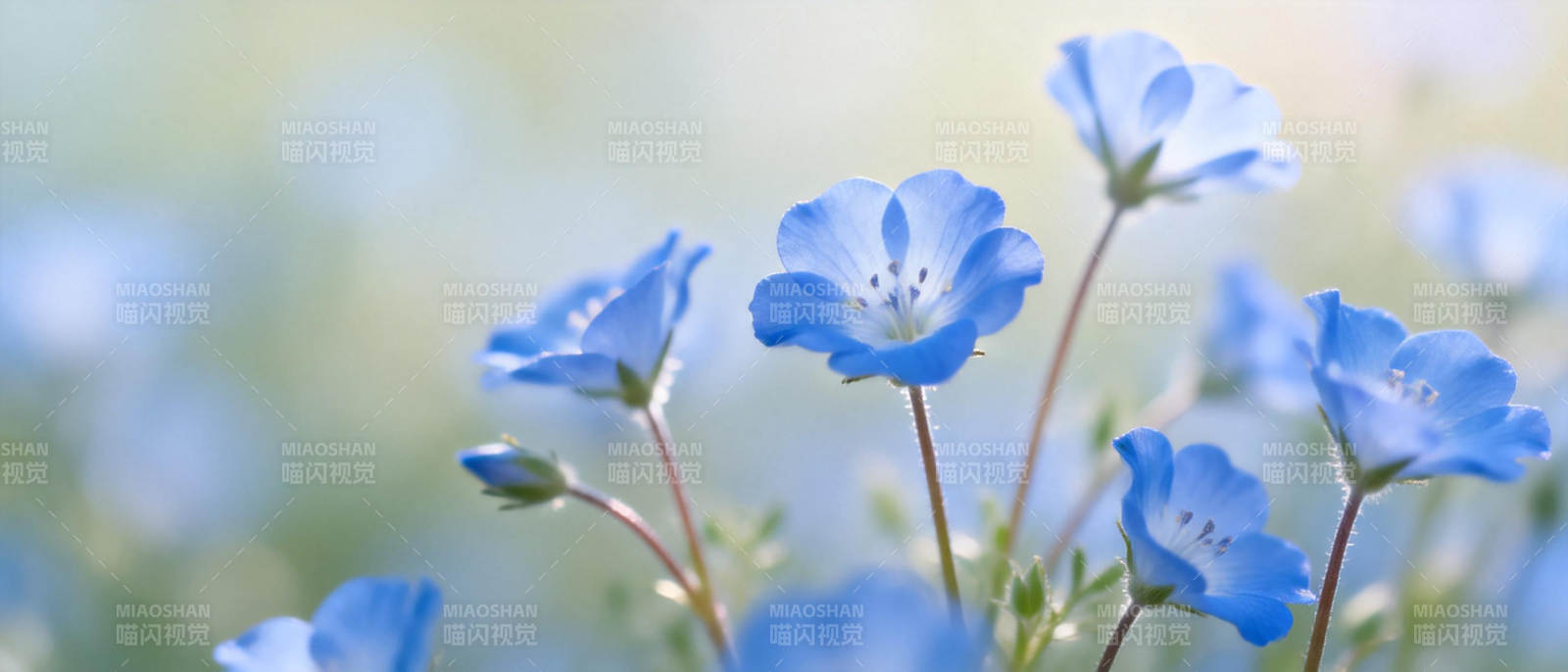 蓝花绽放春意浓图片