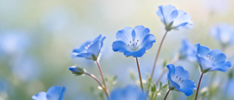 蓝花绽放春意浓图片