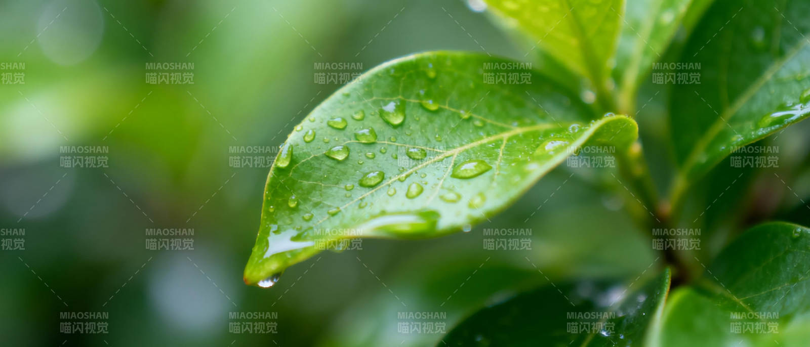 雨后绿叶晶莹图片