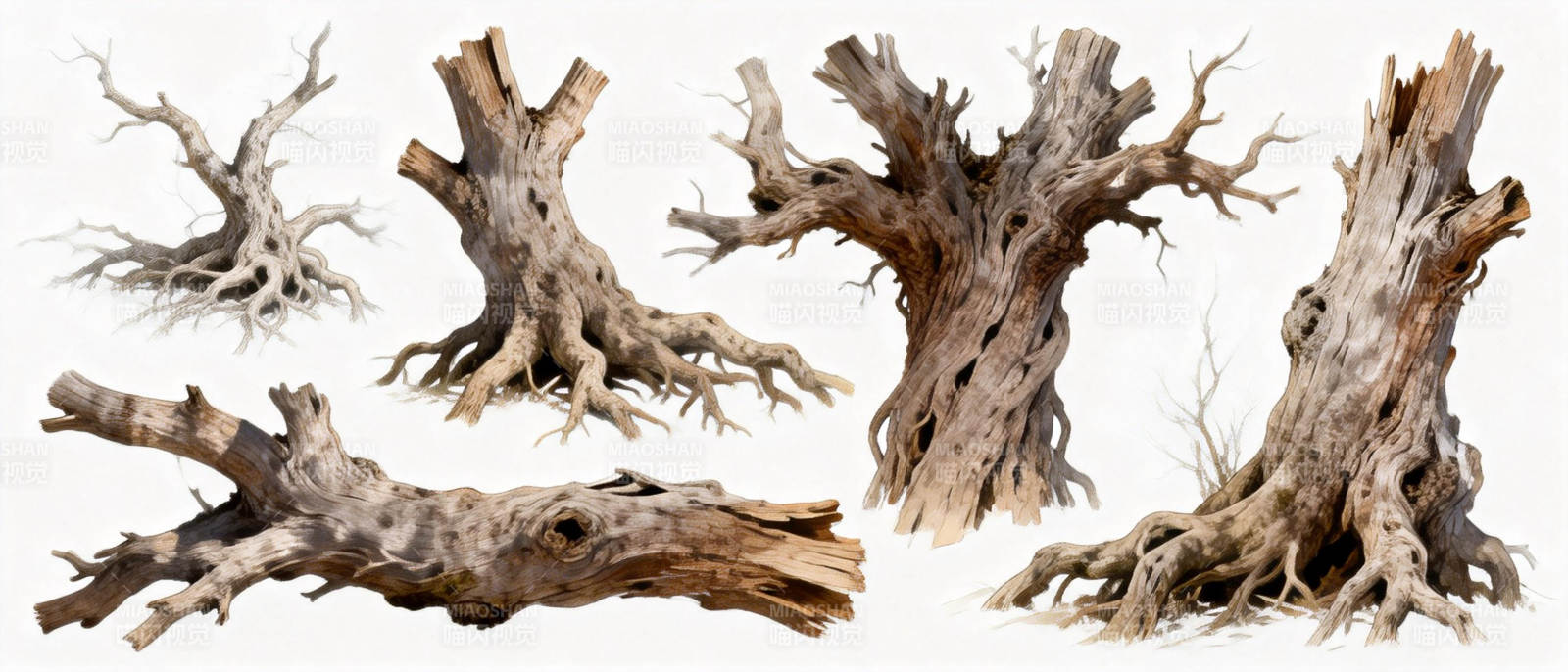 枯木奇观图片