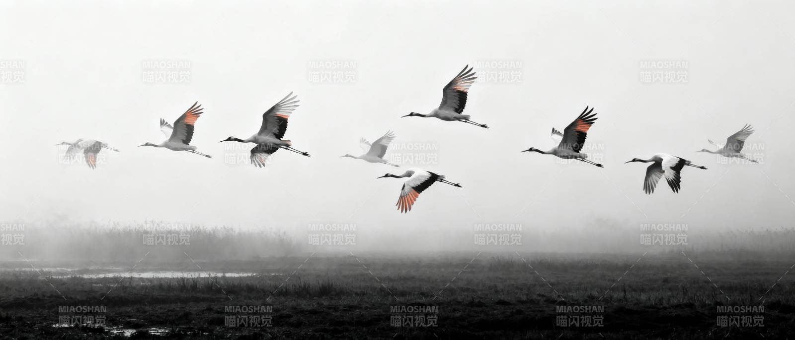 飞鸟掠过雾霭图片