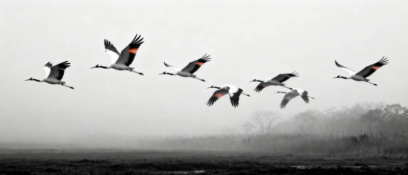 鹤群翱翔天际图片