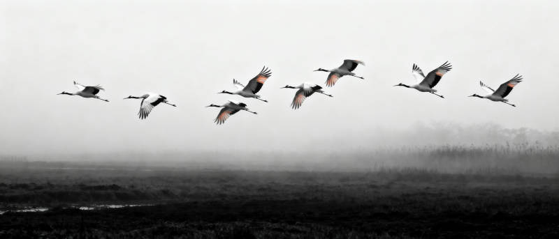 飞鸟掠过晨雾图片