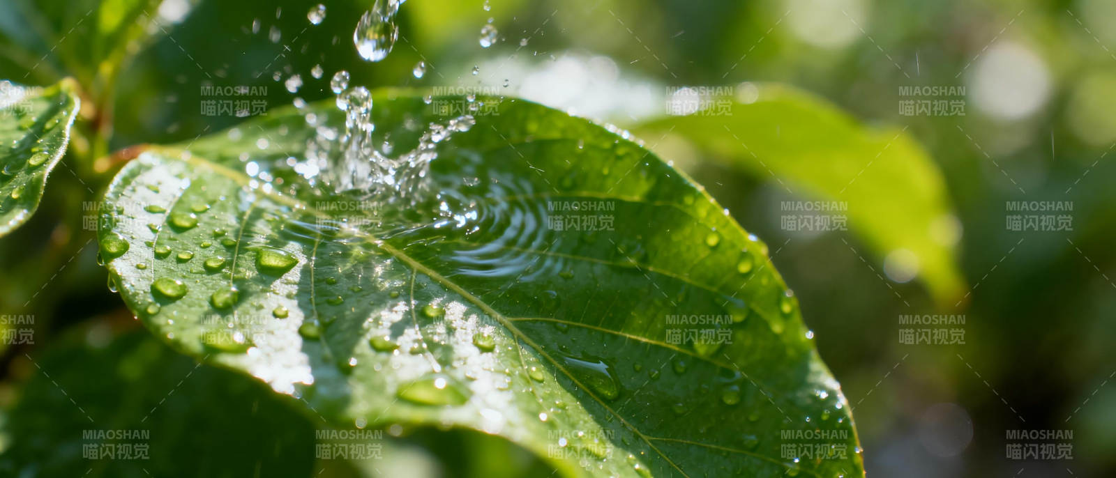 雨滴轻拂绿叶图片