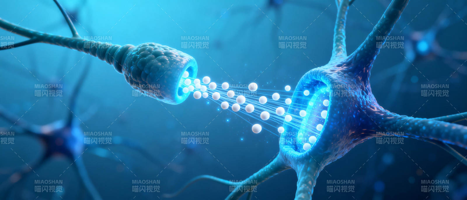 神经元传递信号图片