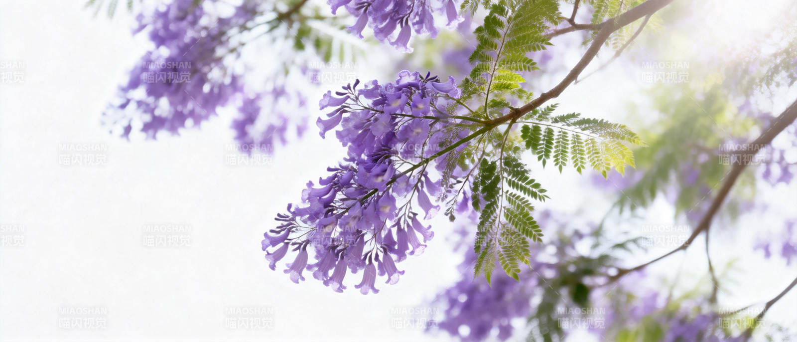 紫藤花开枝头图片