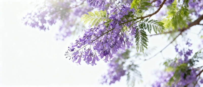 紫藤花绽放枝头图片