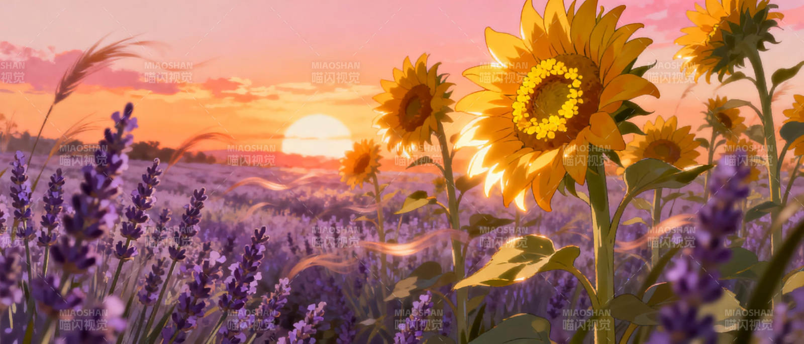 向日葵与薰衣草的黄昏图片
