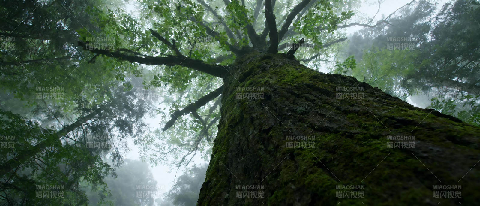 雾中古树图片