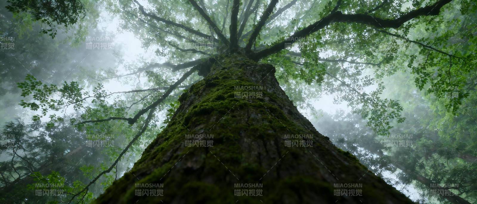 雾中古树仰望图片