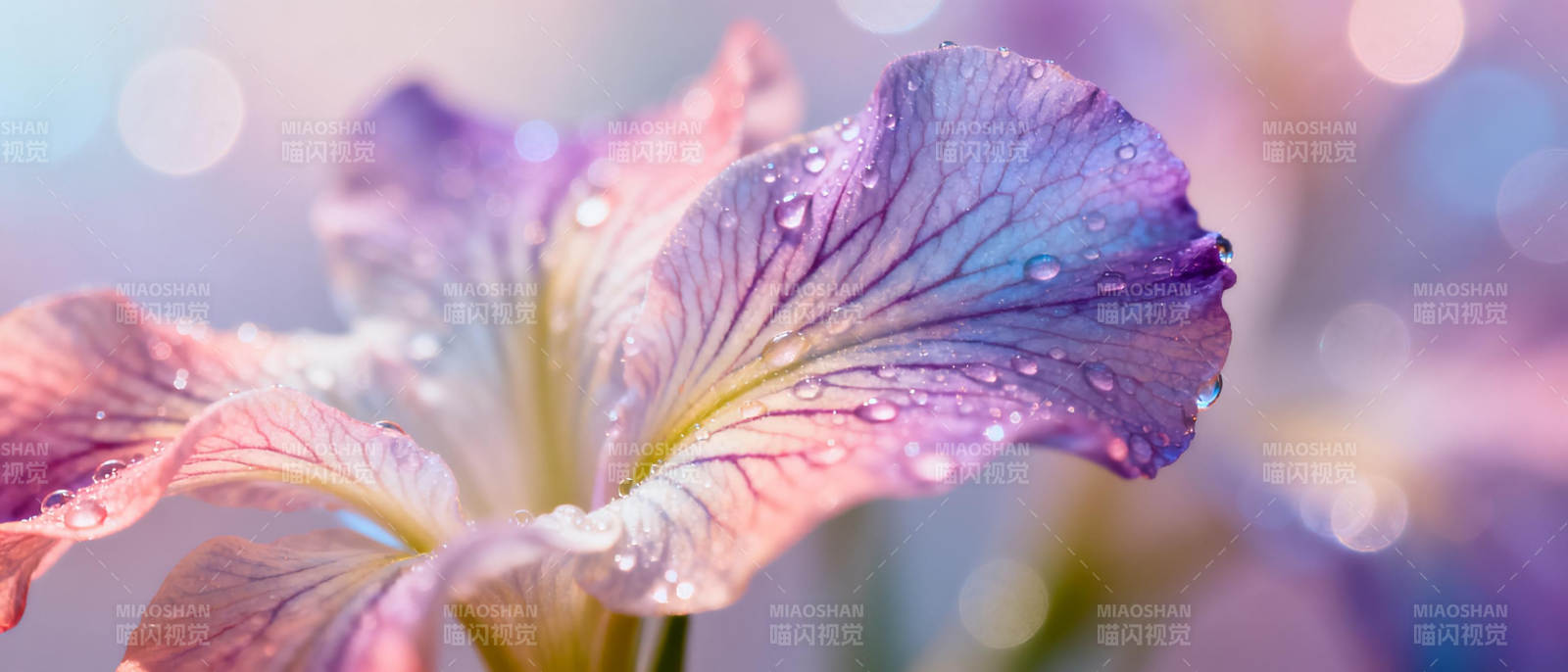 紫鸢尾花露珠图片