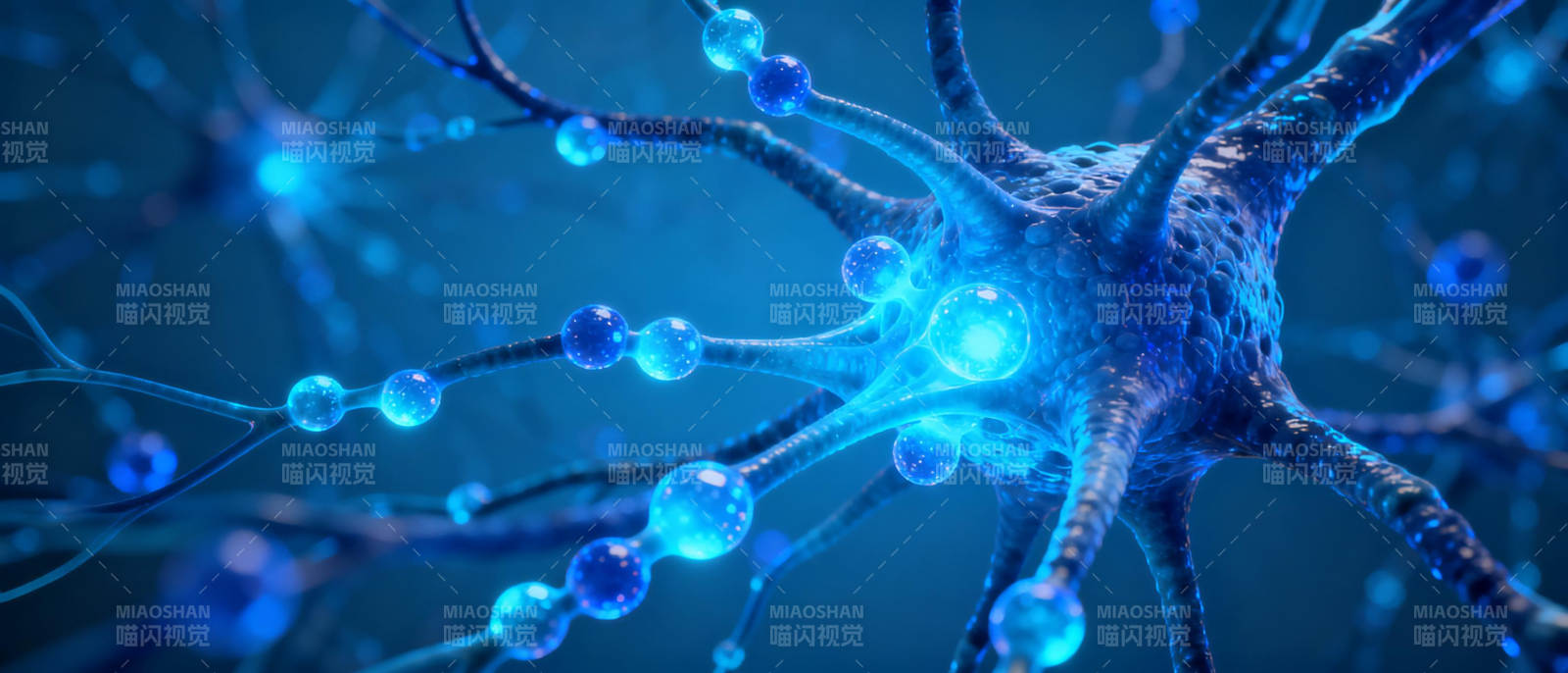 神经元细胞结构图片