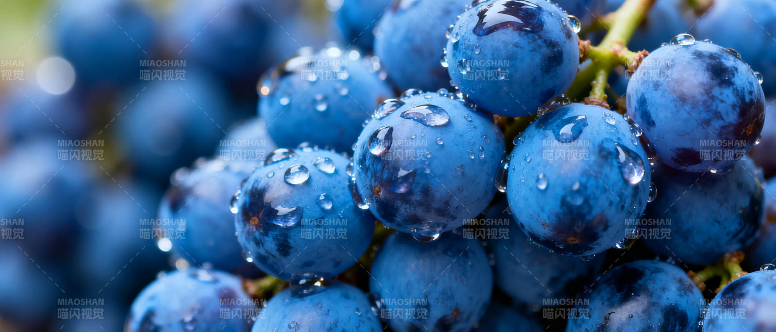 晶莹蓝葡萄图片