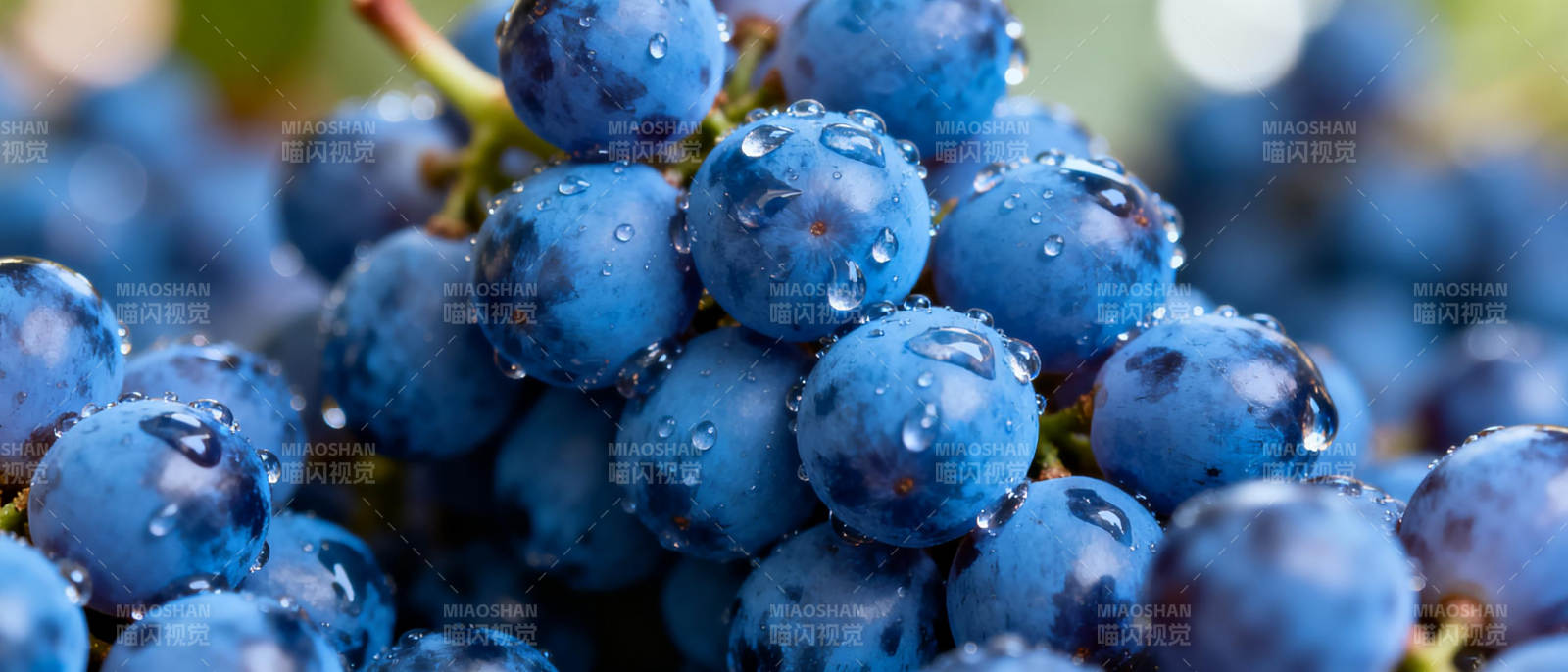 晶莹蓝葡萄图片