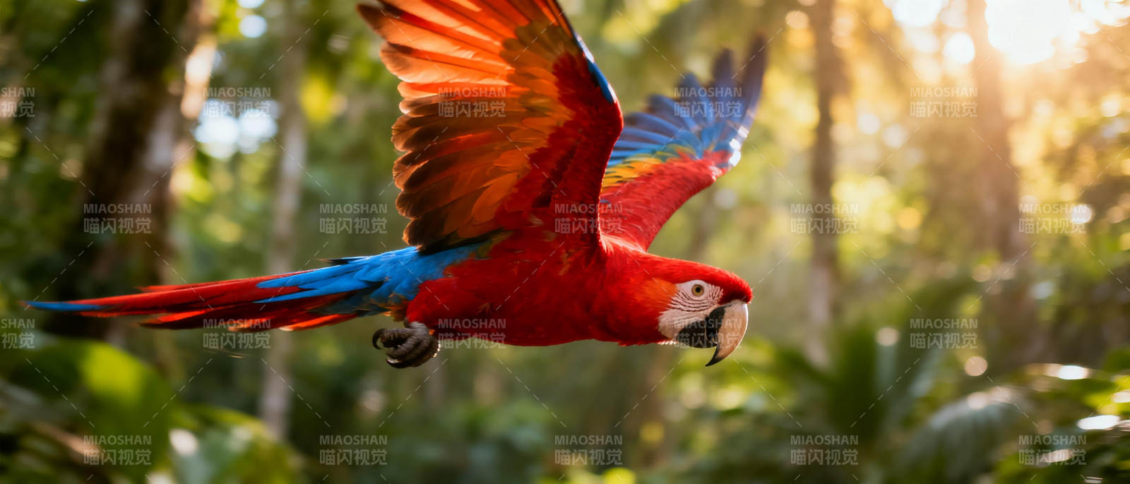 红蓝鹦鹉飞翔森林图片