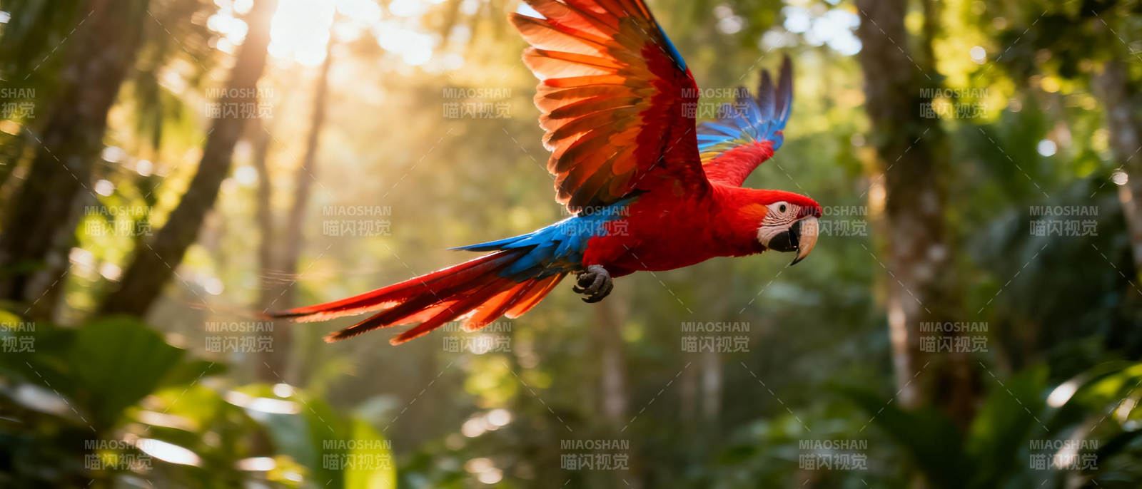 红蓝鹦鹉林中飞翔图片