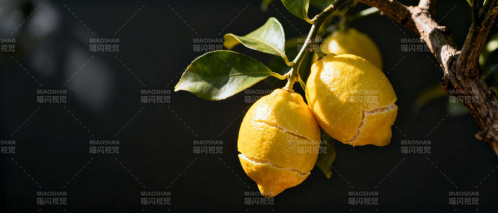 枝头柠檬金黄图片