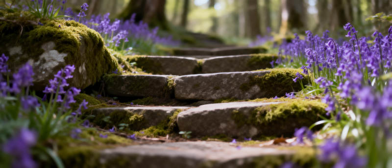 紫花石径幽林图片