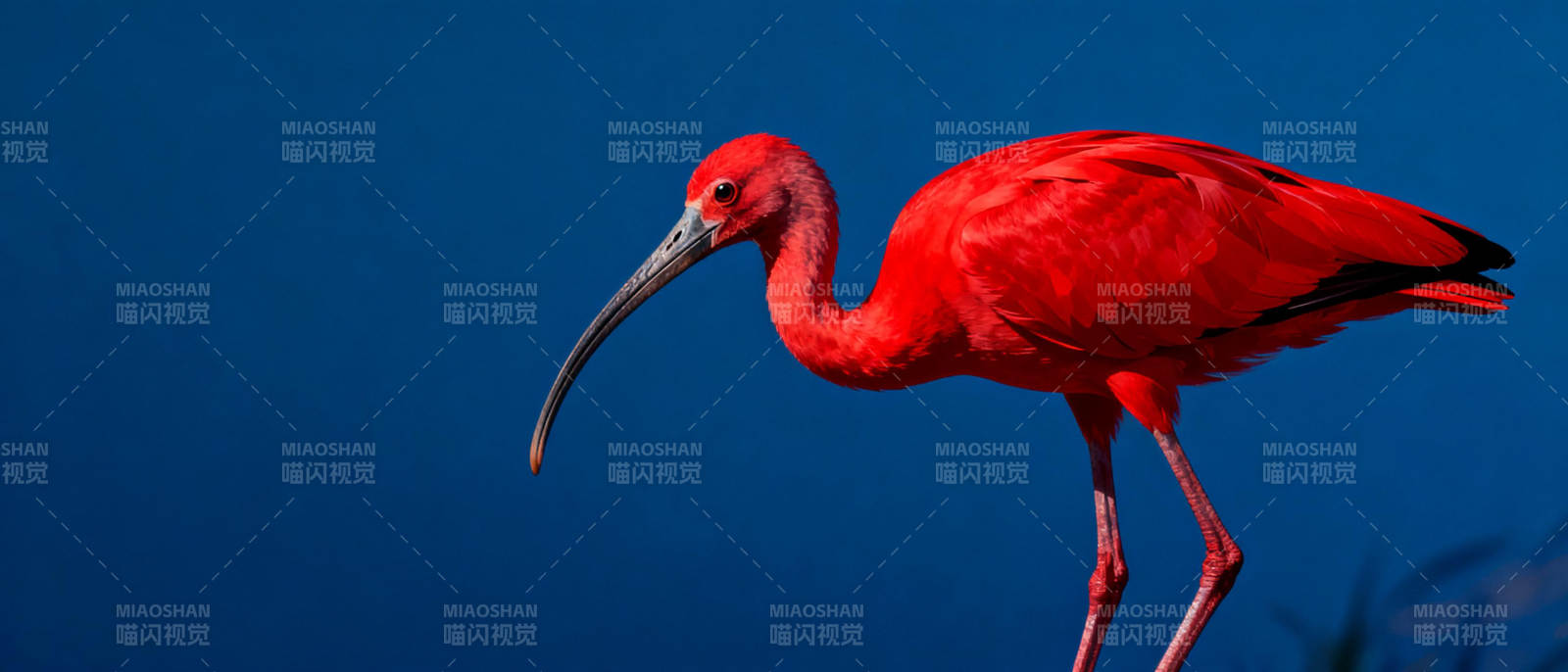 红鹮栖息于蓝幕图片