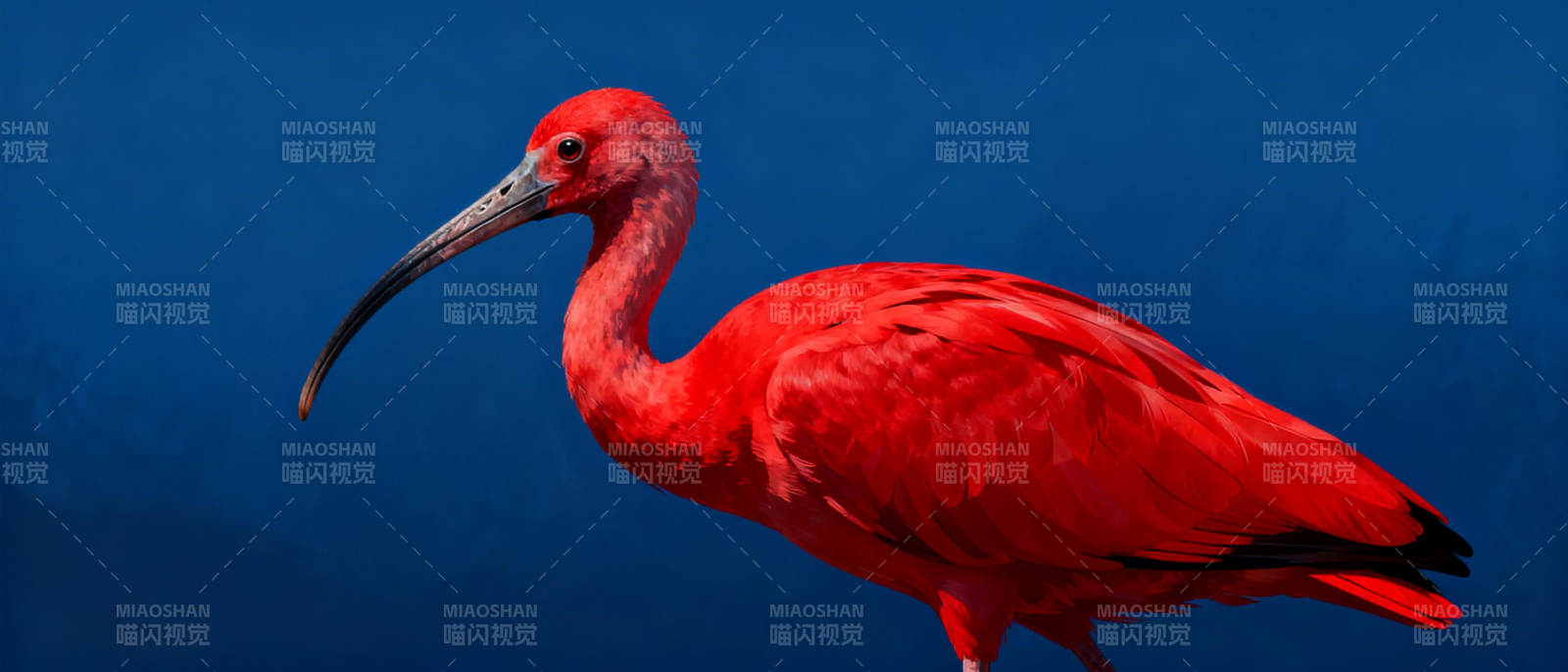 红鹮静立深蓝背景图片