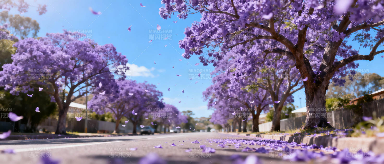 紫花飘落街景图片