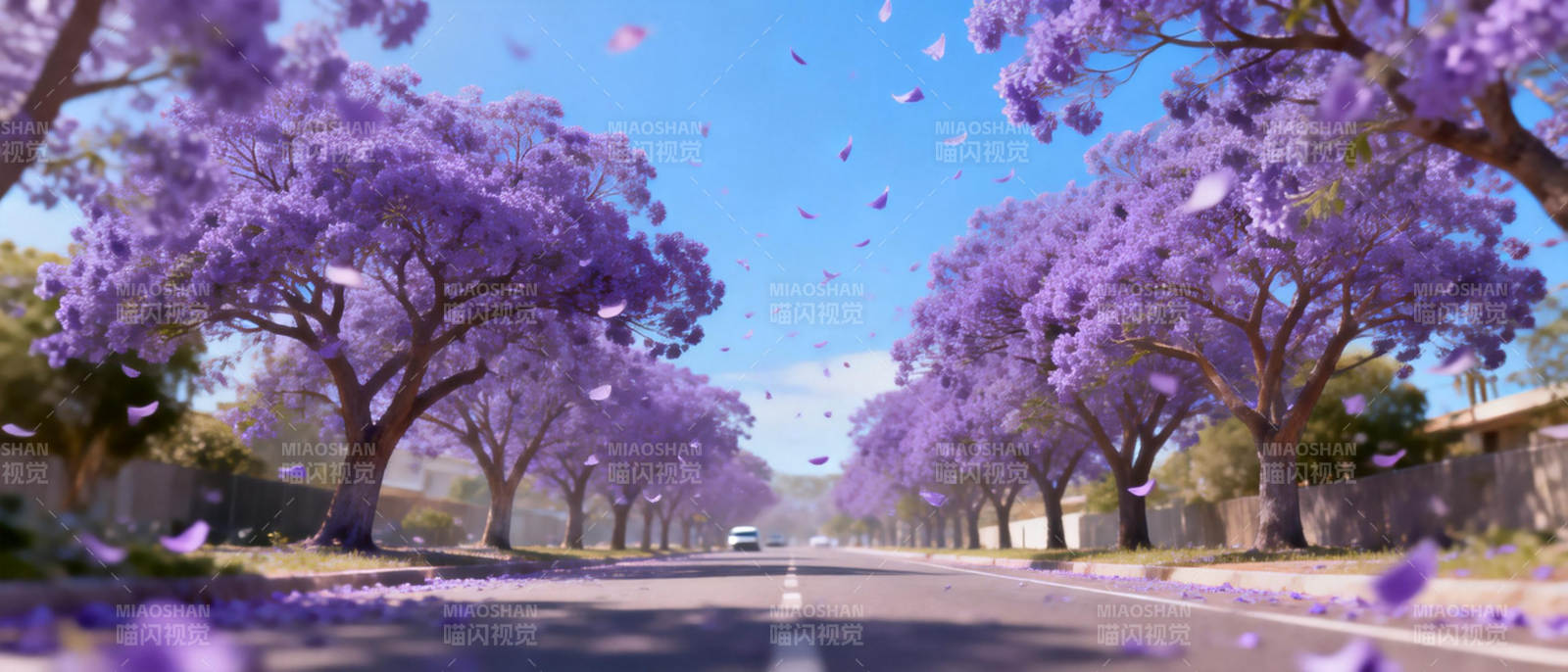 紫花大道图片