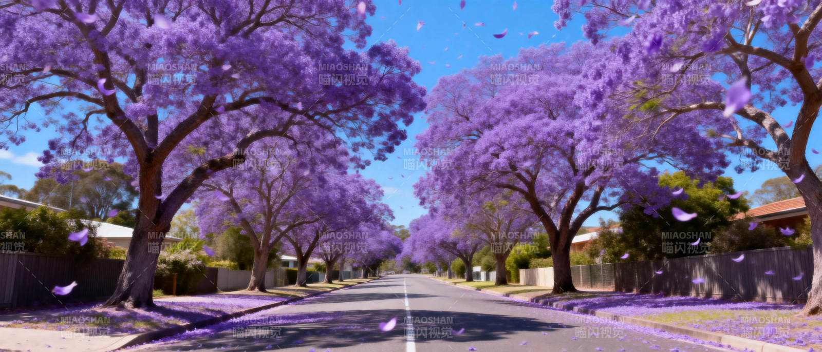 紫花大道美景图片