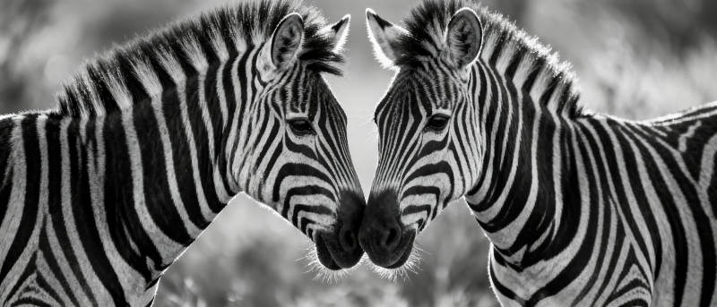 斑马相依 黑白交织图片