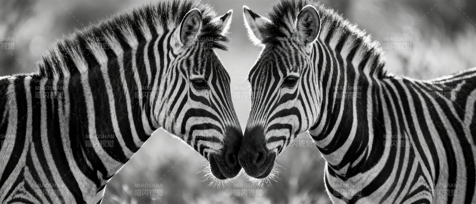 斑马相依 黑白交织图片